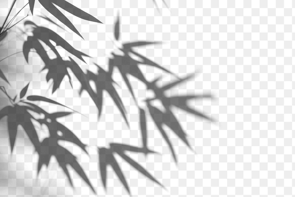 PNG Bamboo shadows on white background