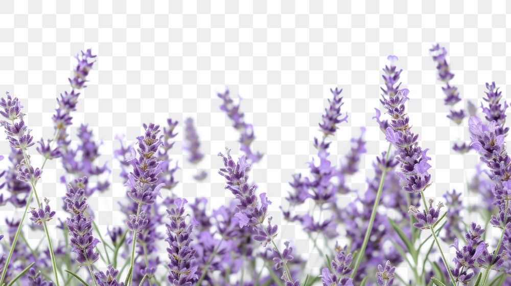 PNG Flying lavenders border backgrounds blossom flower.