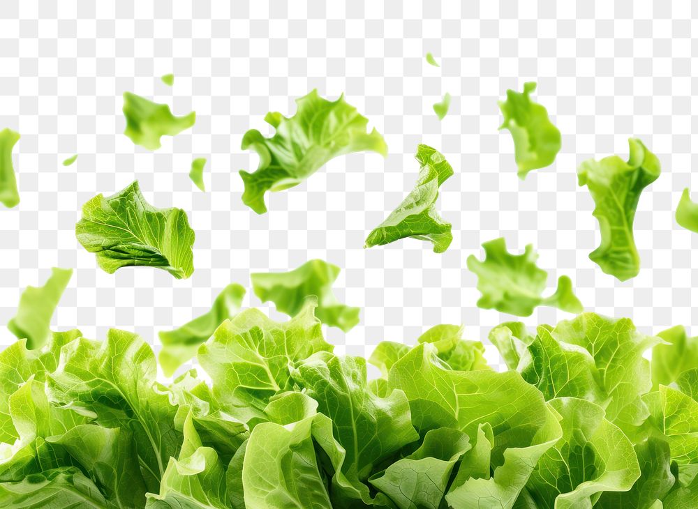 PNG Lettuce leaves backgrounds vegetable salad.