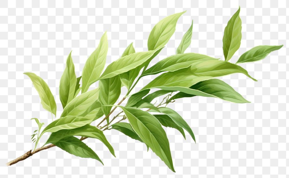 PNG Tea leaves plant herbs leaf. 