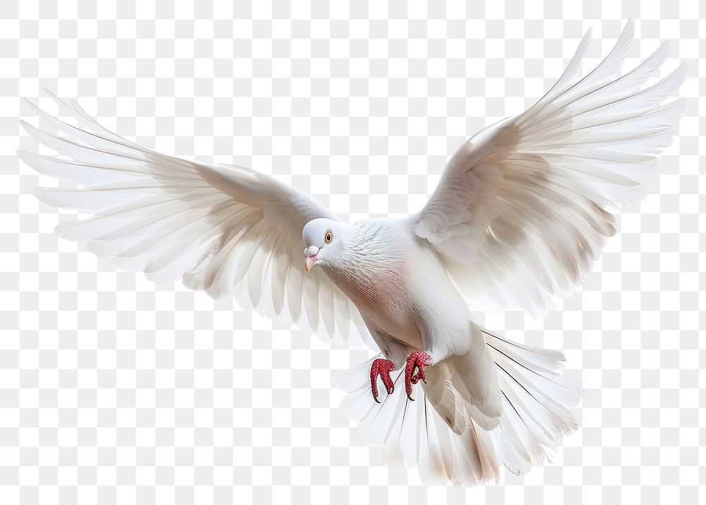 PNG White pigeon animal flying bird.