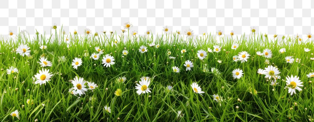 PNG Grass and daisy flowers row backgrounds grassland outdoors.