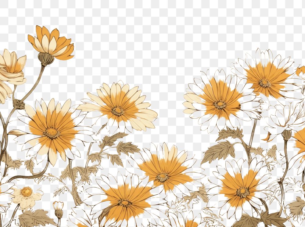 PNG Daisy isolated flower backgrounds sunflower.