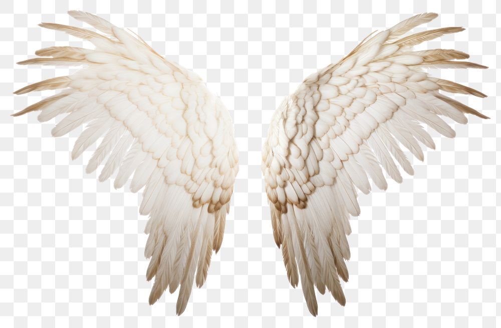 PNG Pair of wings white bird white background.