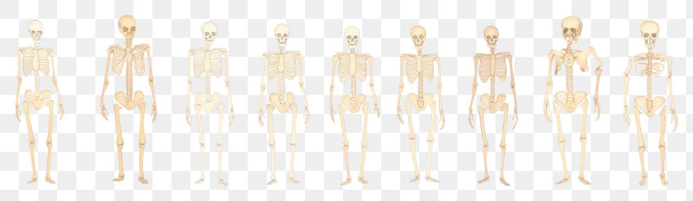 PNG Skeletons as divider watercolor illustrated drawing person.