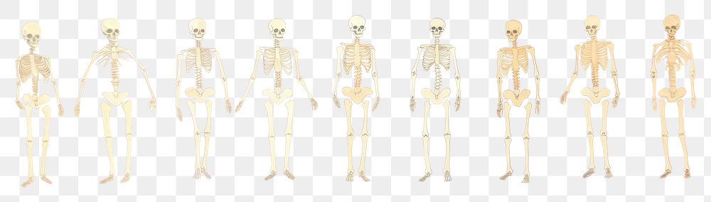 PNG Skeletons as divider watercolor person human head.