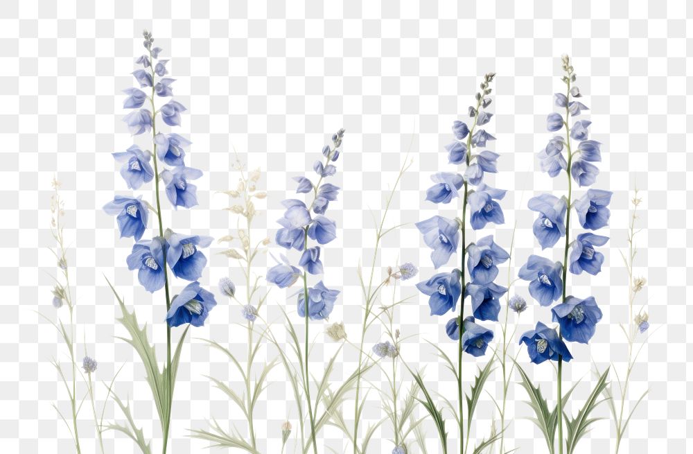 PNG Botanical illustration delphinium flower lavender blossom.