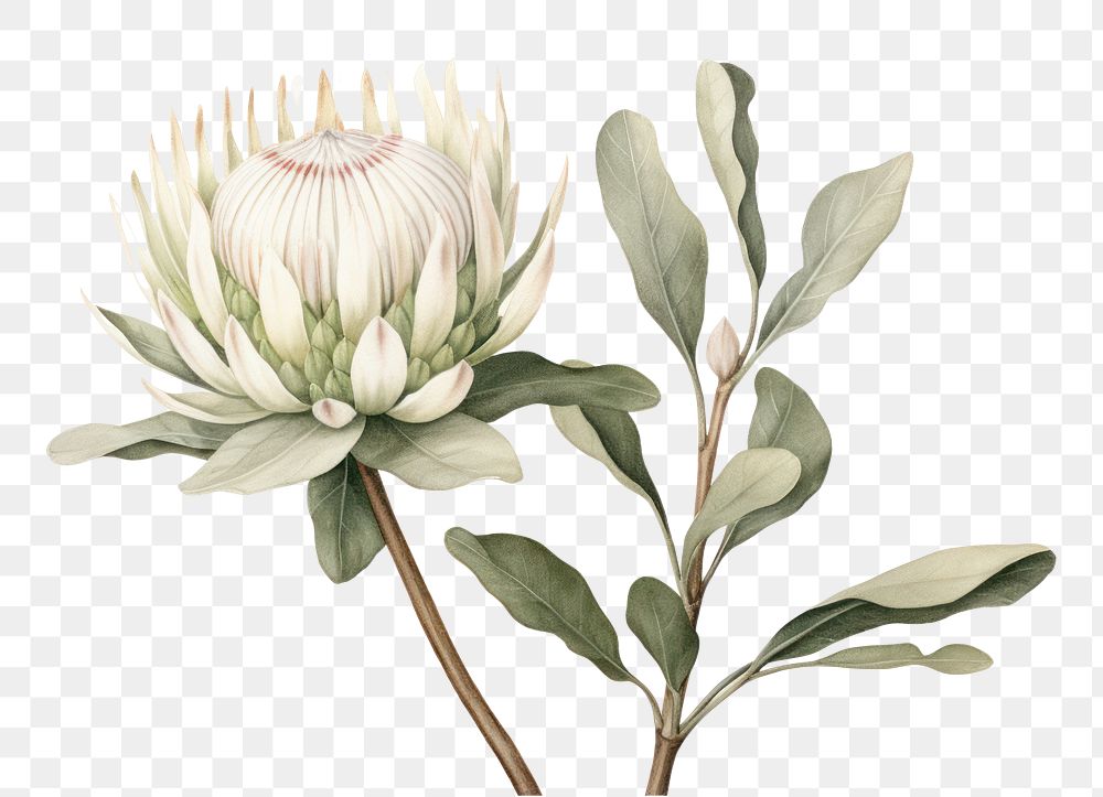 PNG Botanical illustration protea flower blossom drawing.