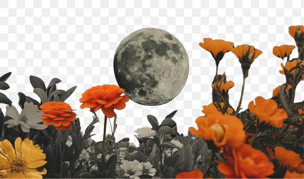 PNG Paper collage of the moon flower astronomy outdoors.