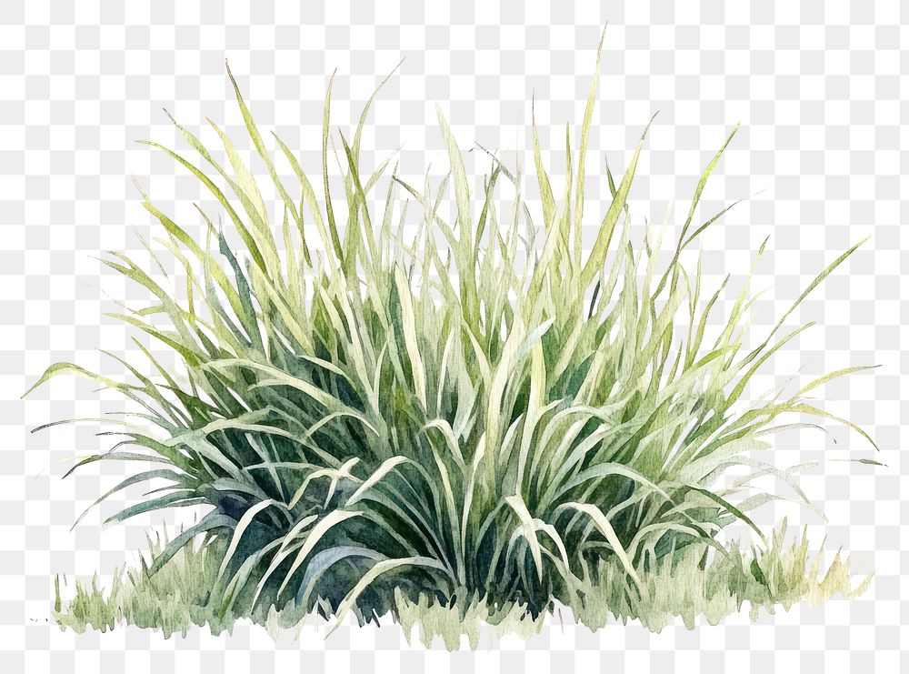 PNG Ornamental Grasses plant grass illustration.