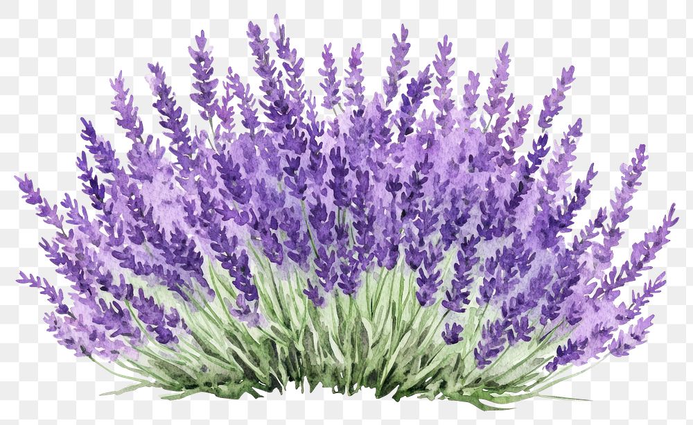 PNG Lavender bushes lavender plant illustration.