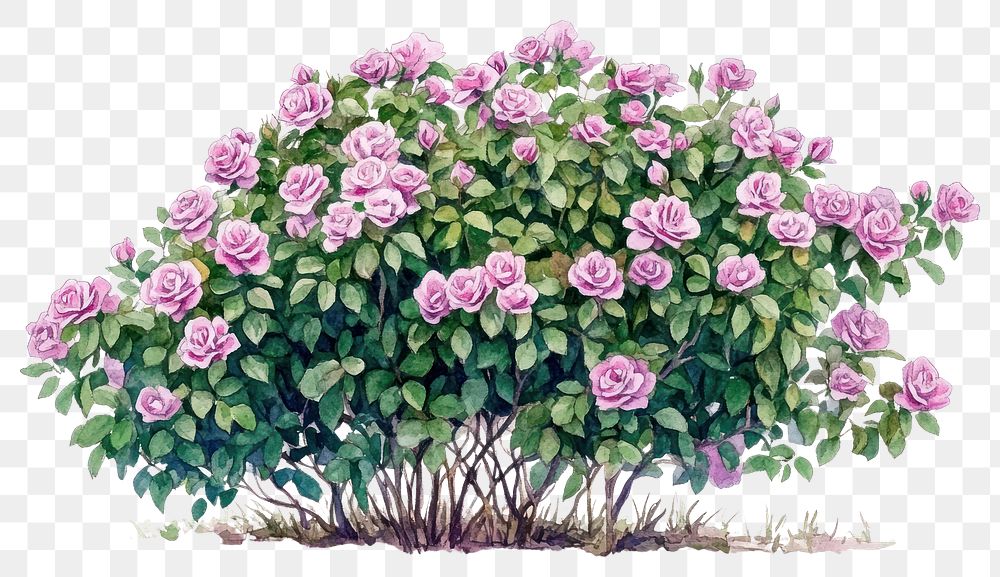 PNG Rock Rose plant bushes rose art illustration.