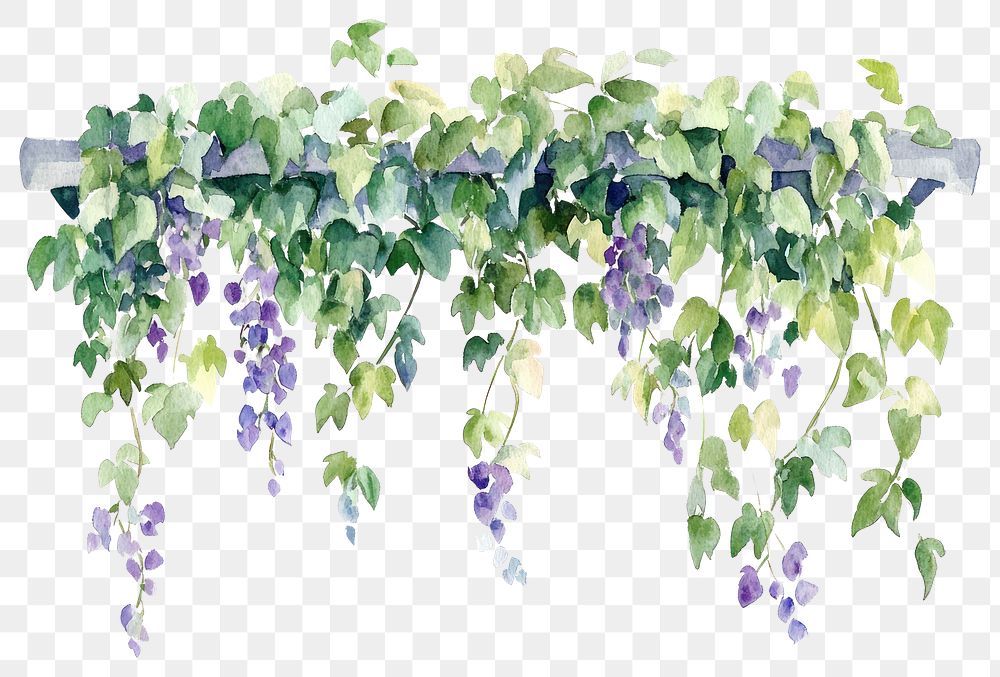 PNG Vine illustration watercolor garden.