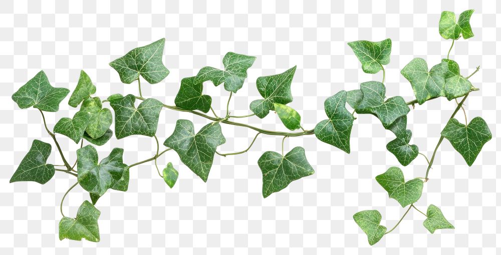 PNG Ivy vine background isolated leaves.