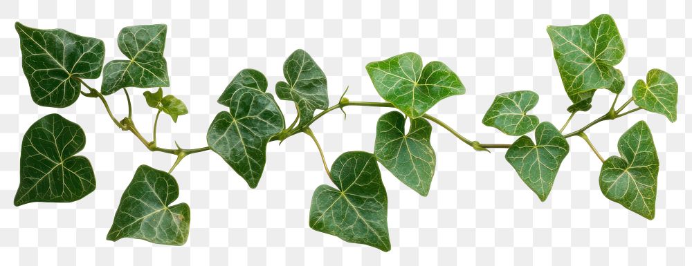 PNG Ivy vine background leaves plant.