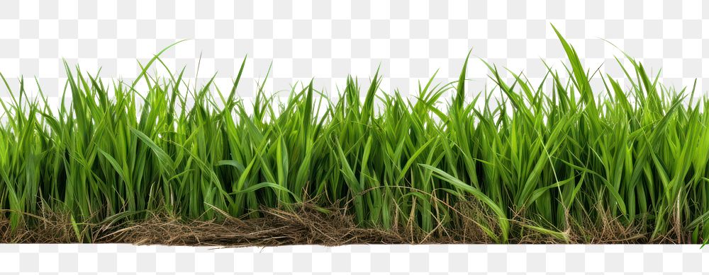 PNG Grassland outdoors plant field.