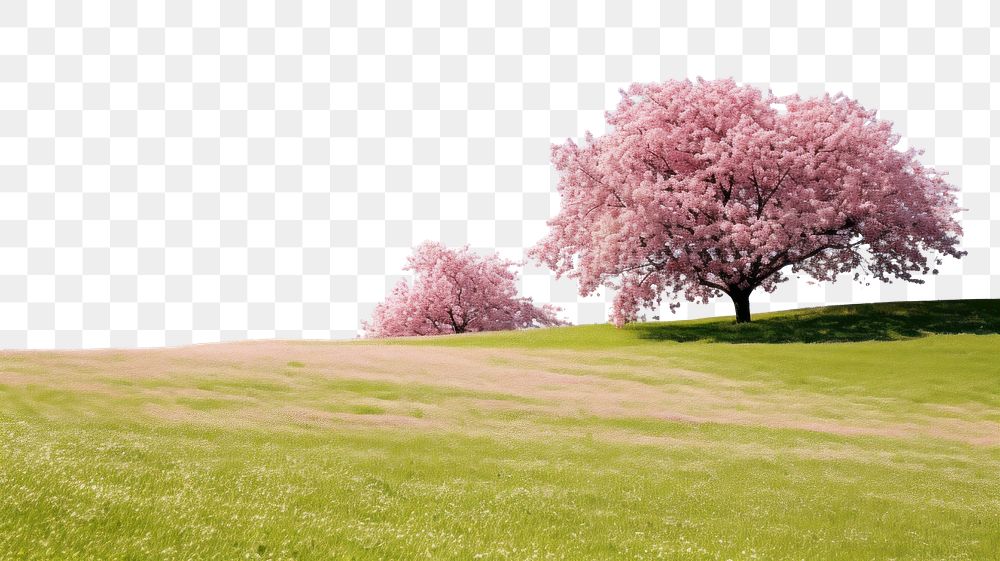 PNG Hilly grass field with cherry blossom trees landscape outdoors nature.