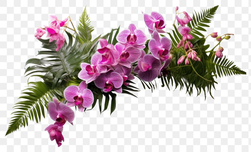 PNG Fern and Vanda orchids flower plant petal.