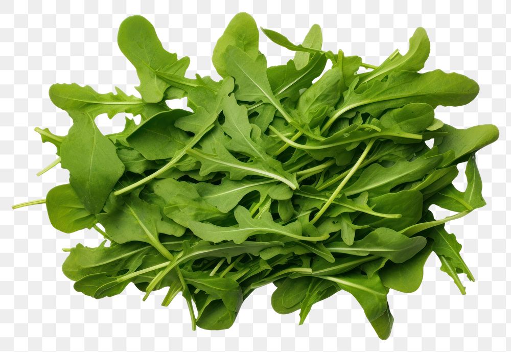 PNG Fresh green arugula leaves vegetable plant food. 