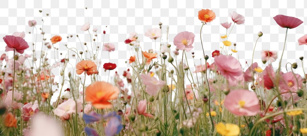 PNG Flower field grassland outdoors design