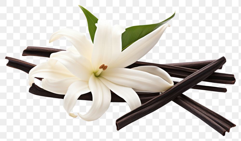 PNG Vanilla flower plant petal. 