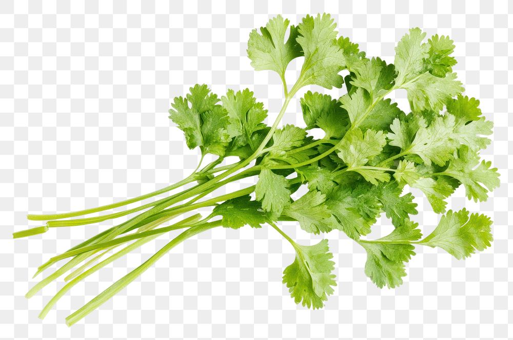 PNG Cilantro cilantro background isolated.