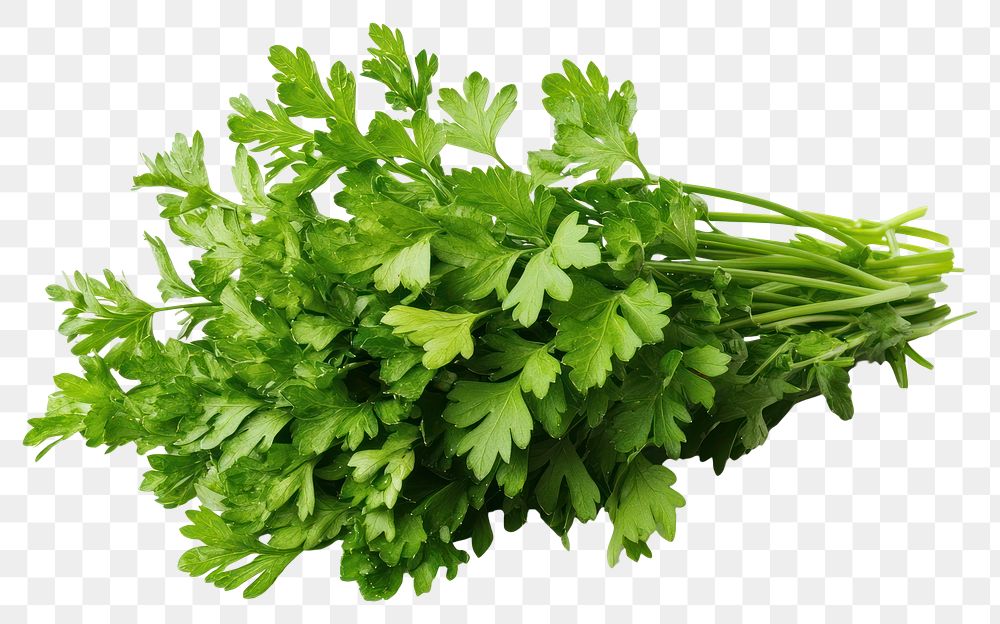 PNG Parsley parsley herbs ingredient.