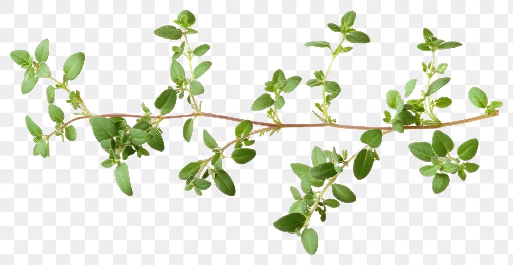 PNG Thyme herbal leaves herbs.