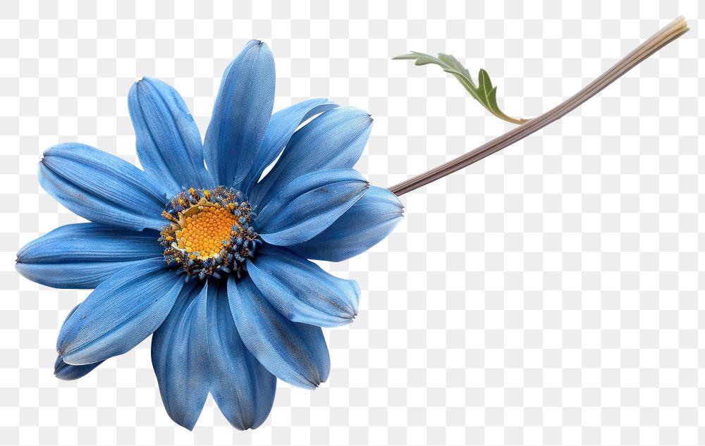 PNG Vibrant blue daisy flower stem