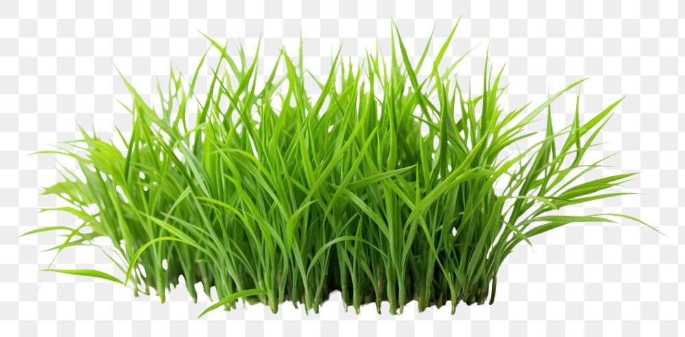 PNG Grass plant green lawn. 