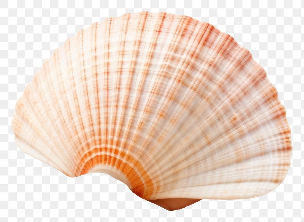 PNG Seashell beach sand white background. 