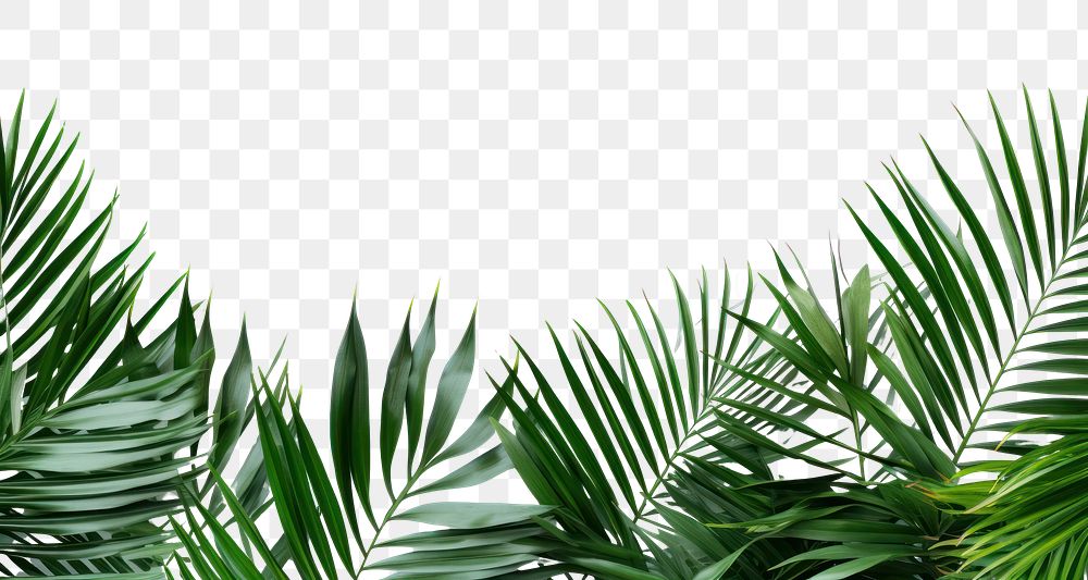 PNG Backgrounds vegetation outdoors nature.