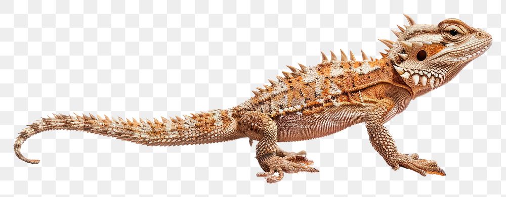 PNG Thorny Devil Lizard walking on red sand lizard reptile animal.