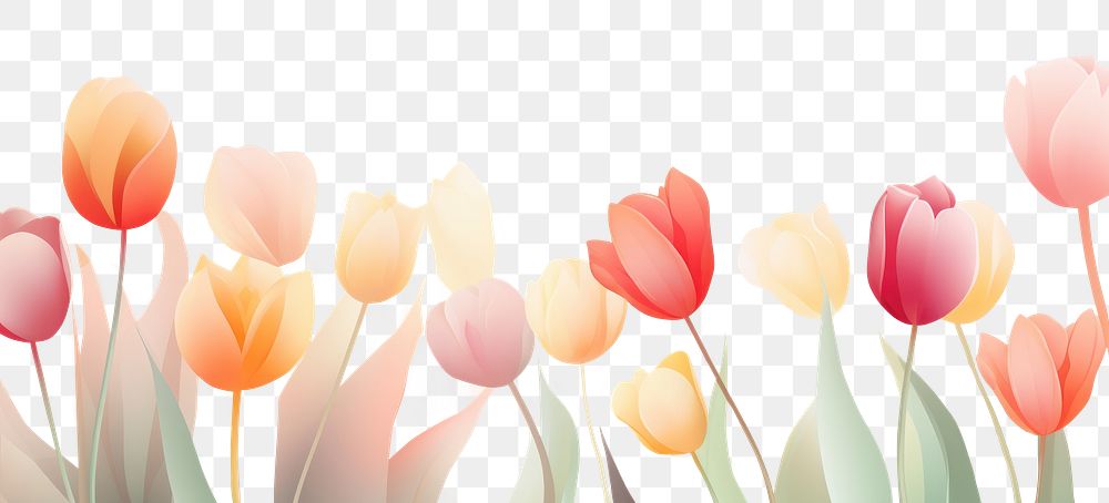 PNG Soft warm tone tulips backgrounds outdoors flower. 