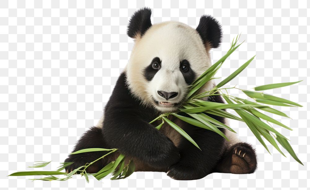 PNG A panda eating bamboo internode wildlife animal mammal. 