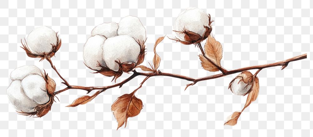 PNG Cotton flower illustration plant botanical.