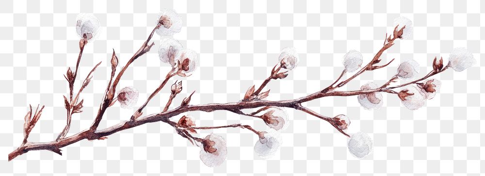 PNG Dry branchs illustration watercolor blossom.