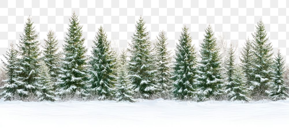 PNG Real winter pine forest trees snow nature.