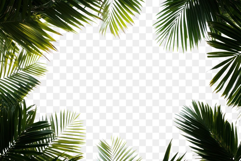 PNG Green dark palm leaves leaf background tropical.