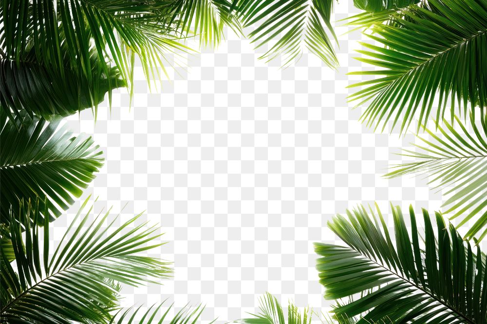 PNG Real palm leaves leaf vegetation background.