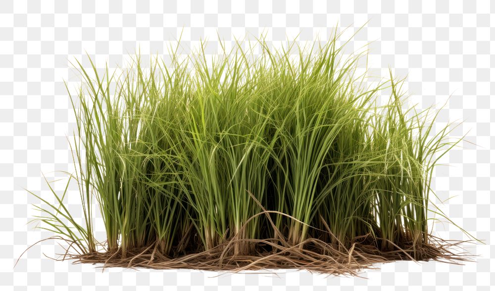 PNG Vetiver grass outdoors nature plant. 