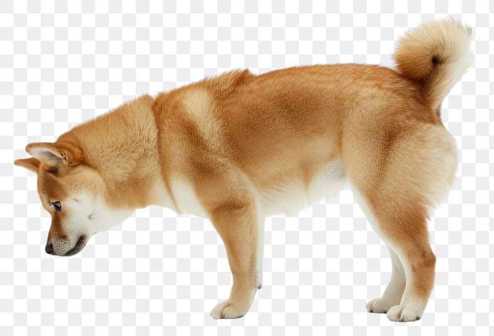 PNG Shiba Inu bowl animal canine.