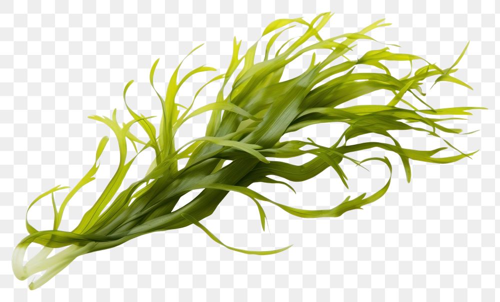 PNG Seaweed vegetable plant food. 