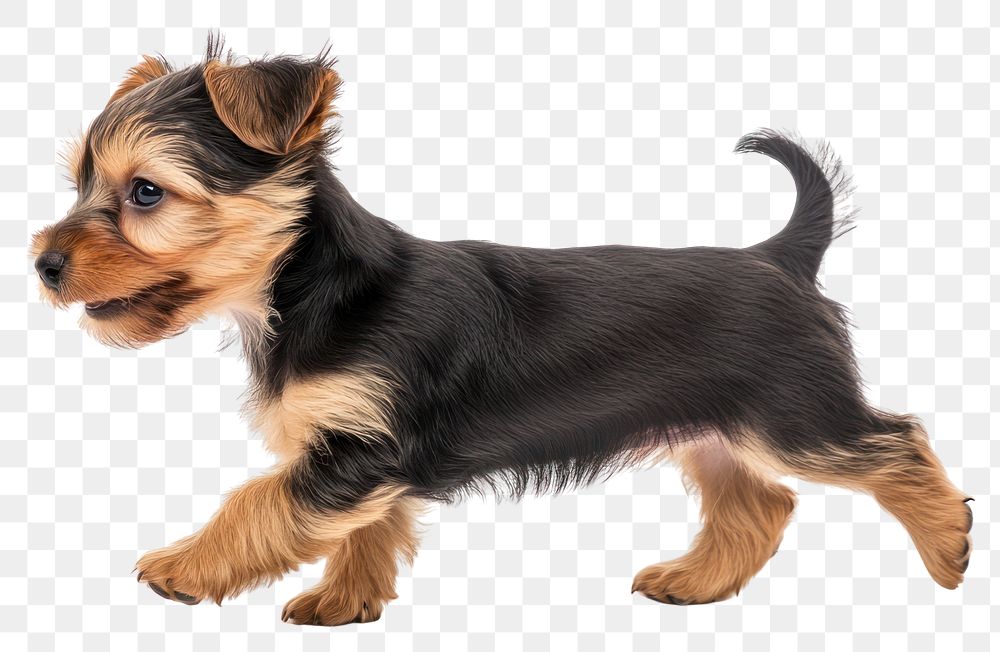 PNG Yorkshire Terrier puppy walking background terrier happy.