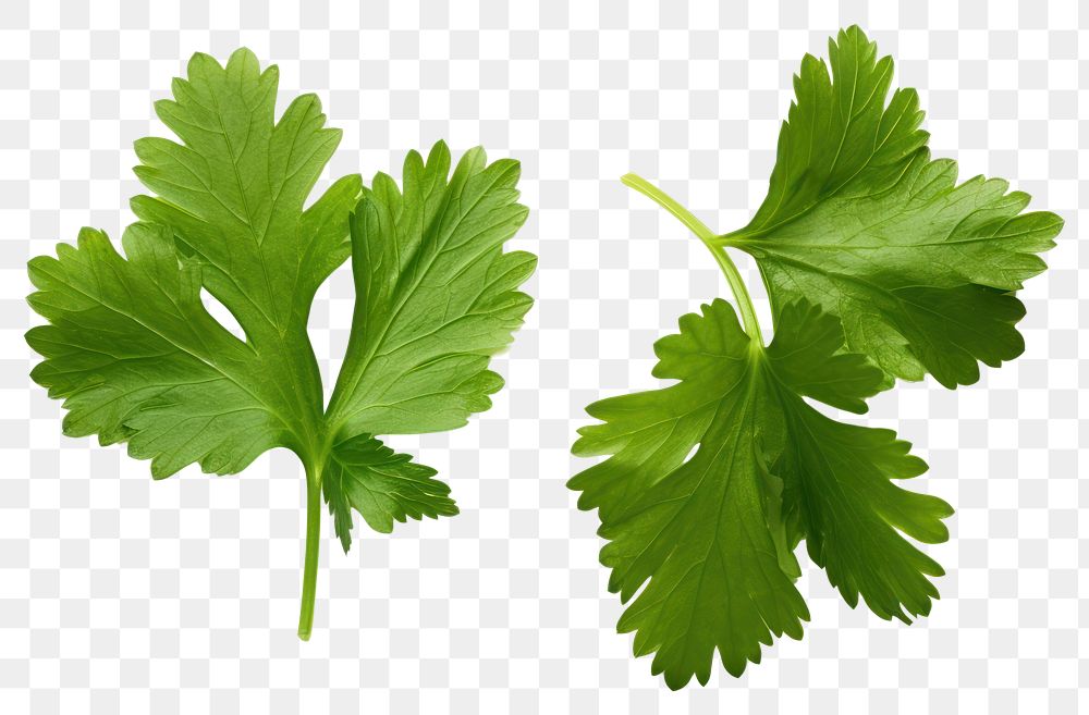 PNG Leaf coriander parsley plant. 