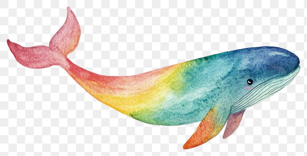 PNG Rainbow illustration watercolor whale.