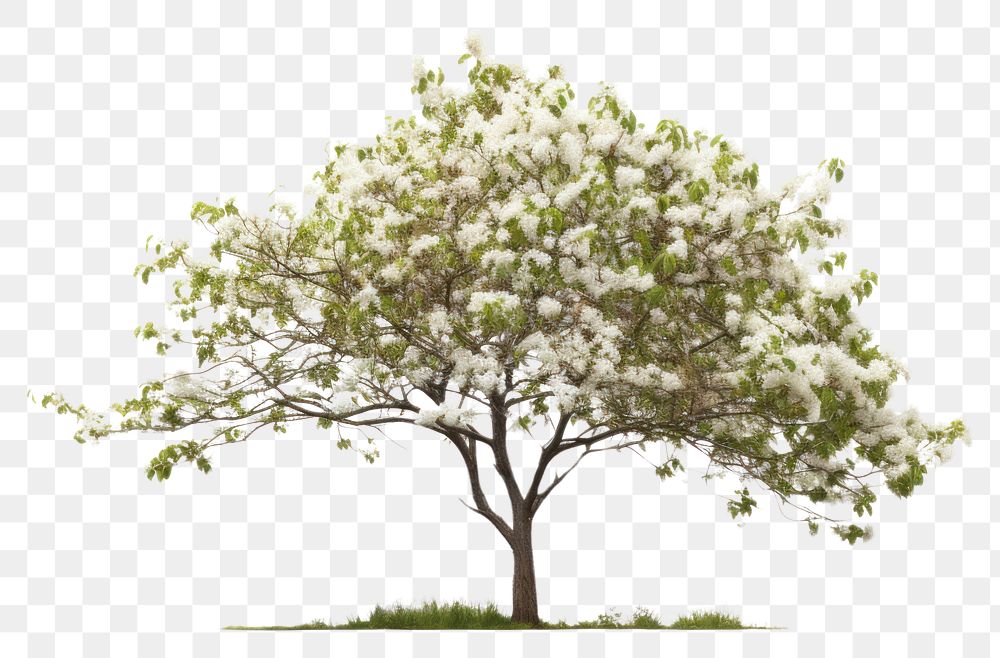 PNG Dogwood flower plant tree. 