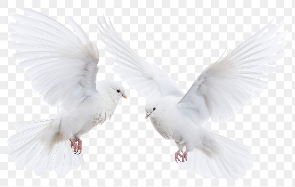 PNG Graceful white doves in flight