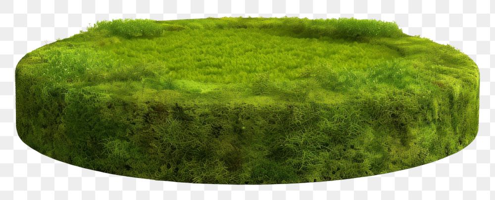 PNG Circle podium moss plant white background.