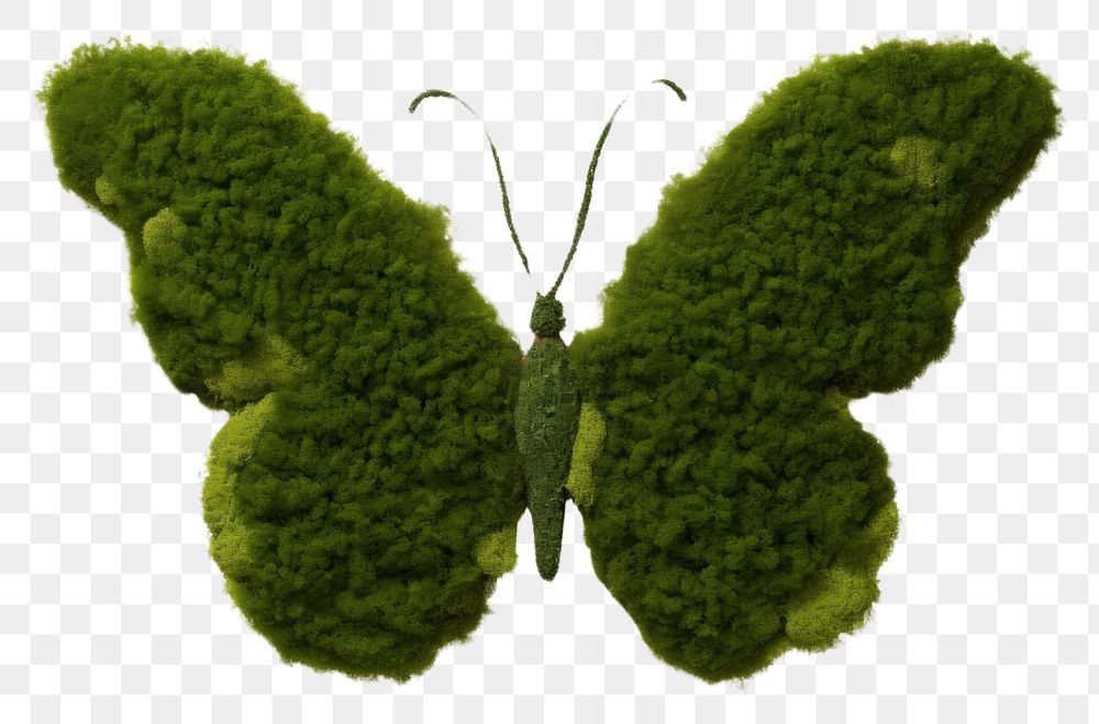PNG Butterfly outdoors nature plant.